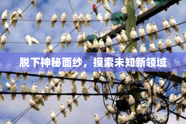 脱下神秘面纱，摸索未知新领域