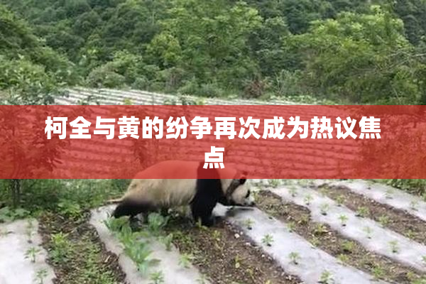 柯全与黄的纷争再次成为热议焦点