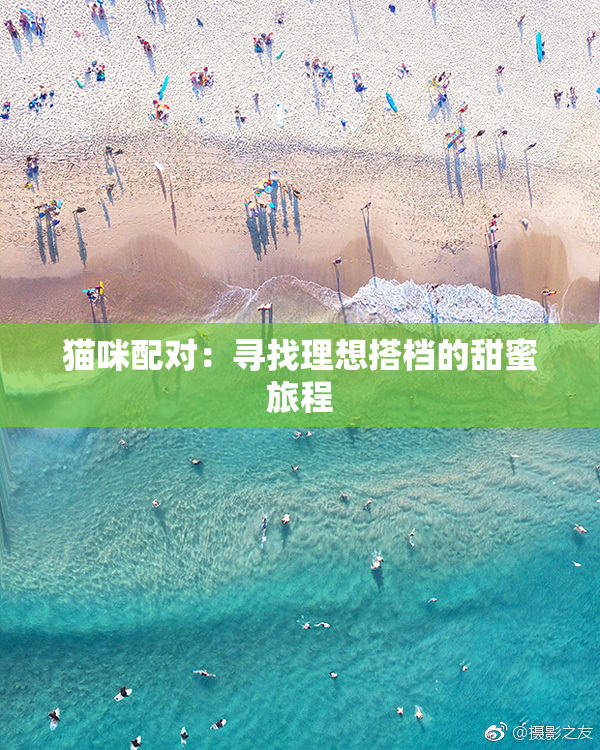 猫咪配对：寻找理想搭档的甜蜜旅程