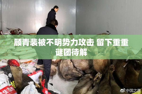 顾青裴被不明势力攻击 留下重重谜团待解