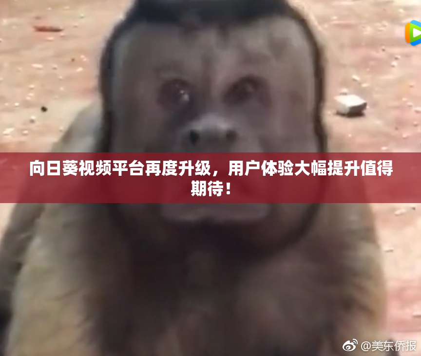 向日葵视频平台再度升级，用户体验大幅提升值得期待！