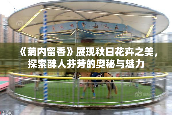 《菊内留香》展现秋日花卉之美，探索醉人芬芳的奥秘与魅力
