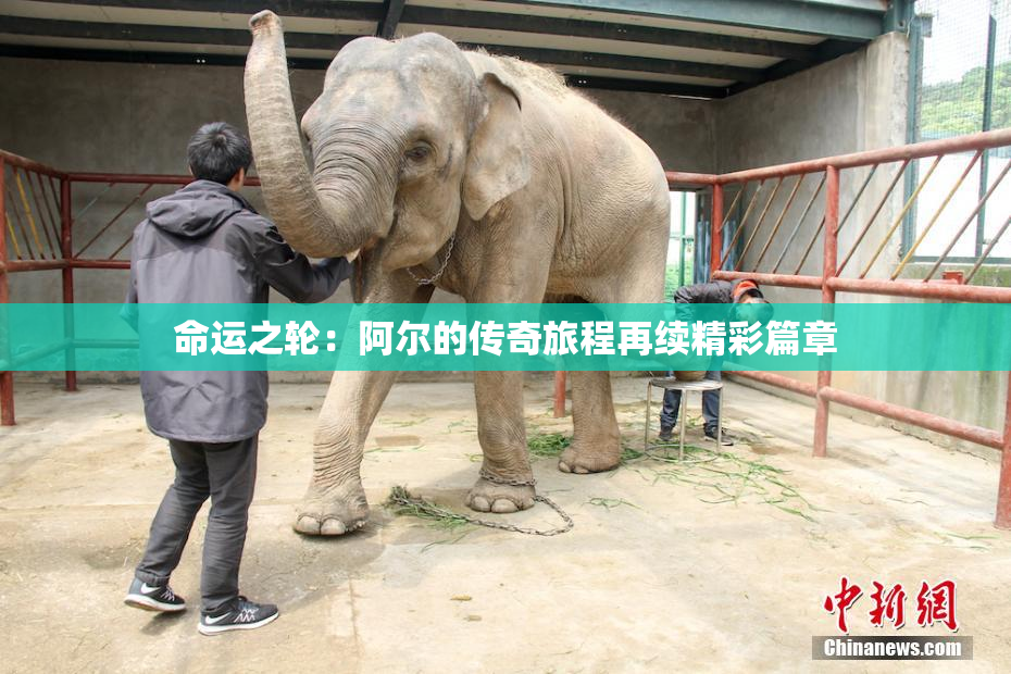 命运之轮：阿尔的传奇旅程再续精彩篇章