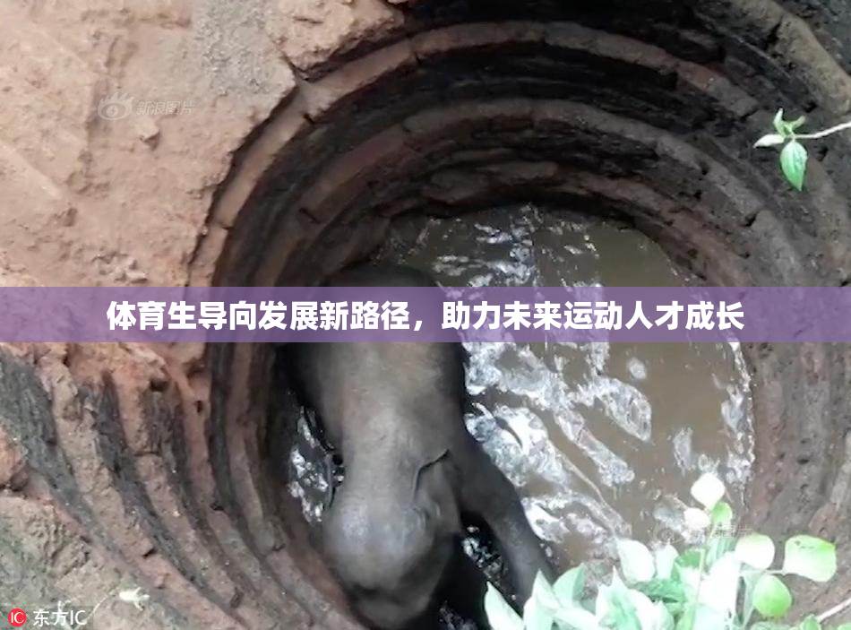 体育生导向发展新路径，助力未来运动人才成长