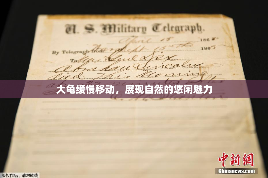 大龟缓慢移动，展现自然的悠闲魅力