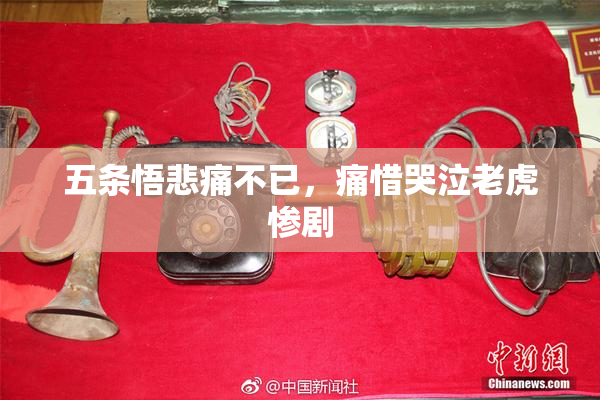 五条悟悲痛不已，痛惜哭泣老虎惨剧