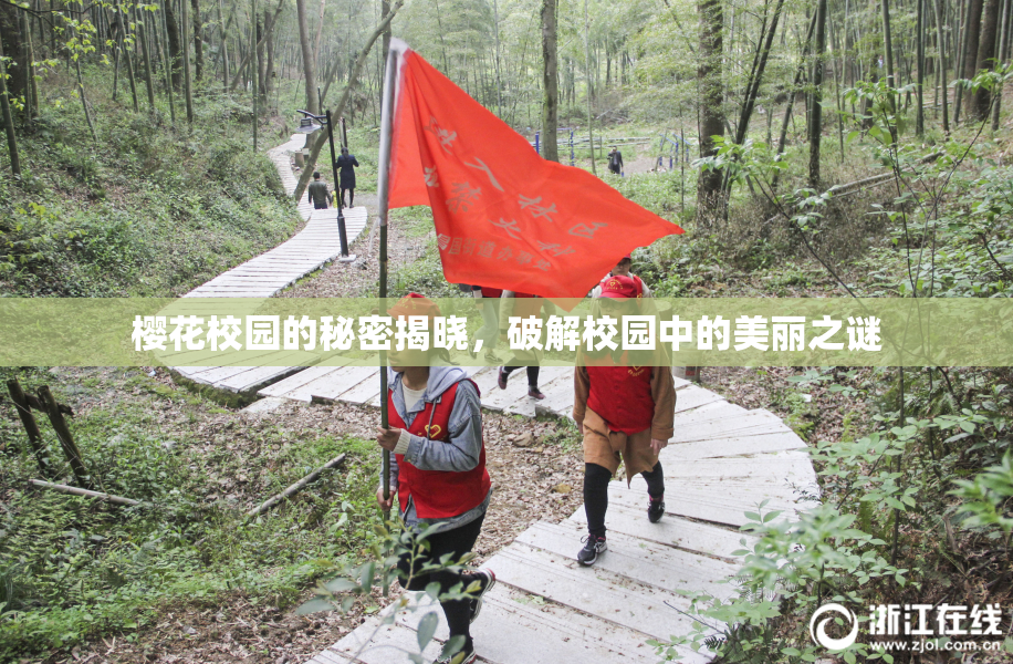 樱花校园的秘密揭晓，破解校园中的美丽之谜