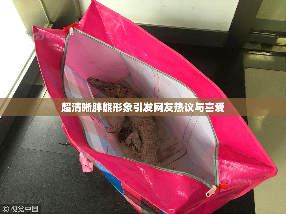 超清晰胖熊形象引发网友热议与喜爱
