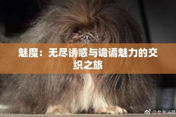 魅魔：无尽诱惑与诡谲魅力的交织之旅