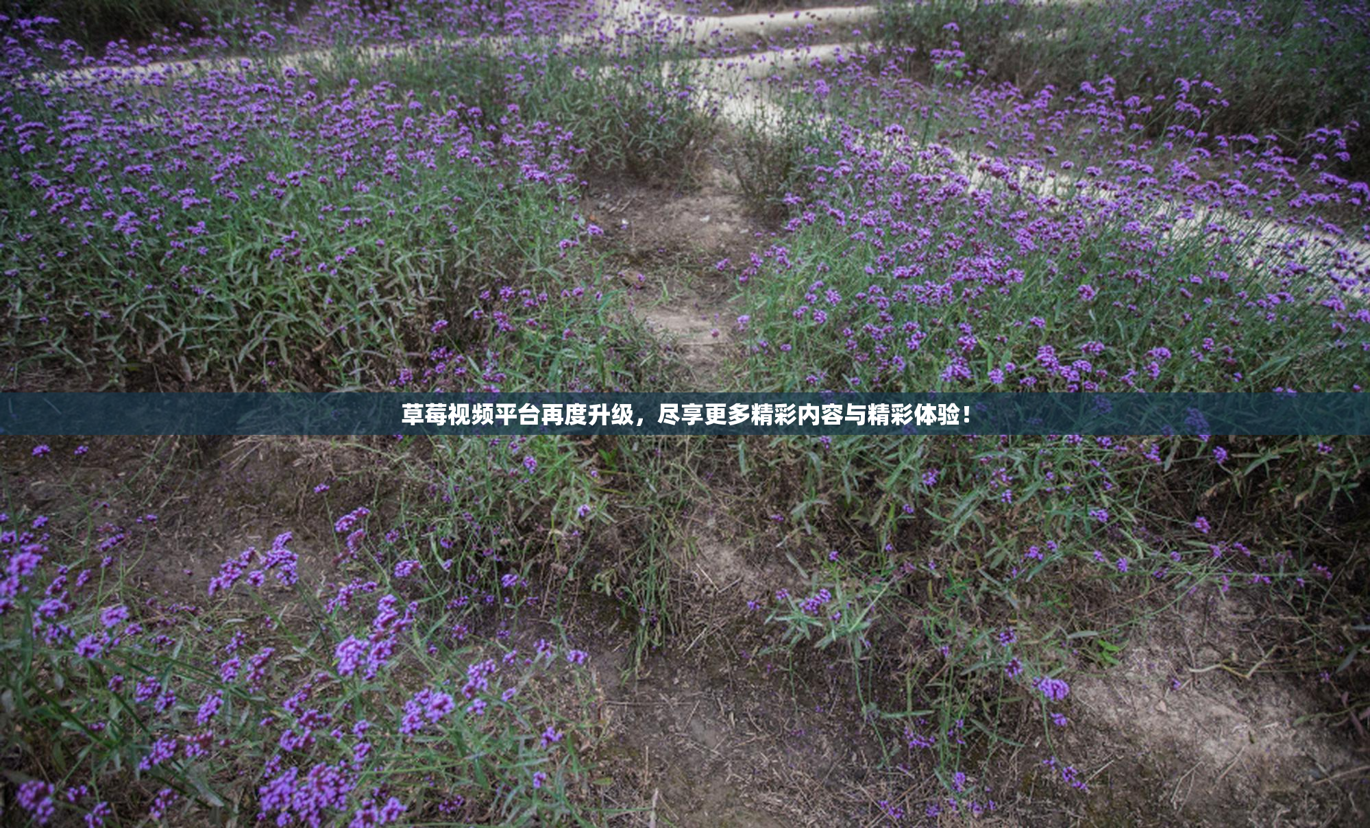 草莓视频平台再度升级，尽享更多精彩内容与精彩体验！