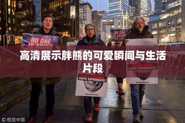 高清展示胖熊的可爱瞬间与生活片段