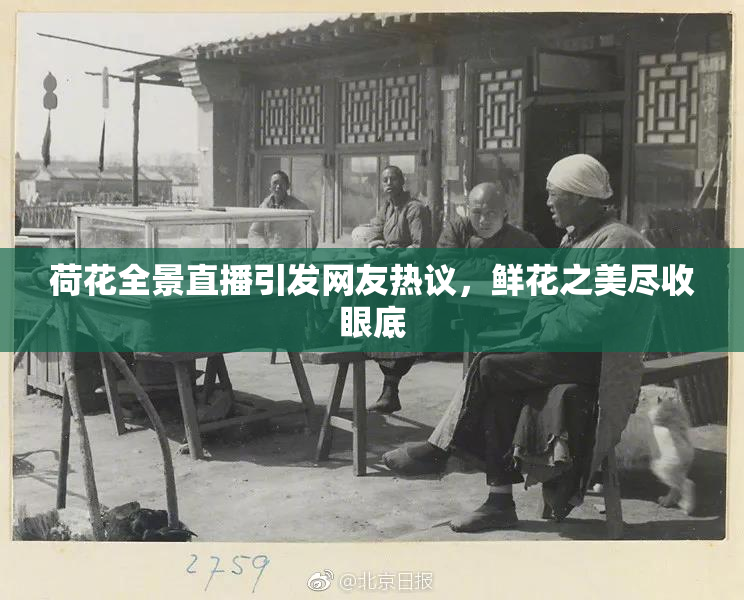 荷花全景直播引发网友热议，鲜花之美尽收眼底