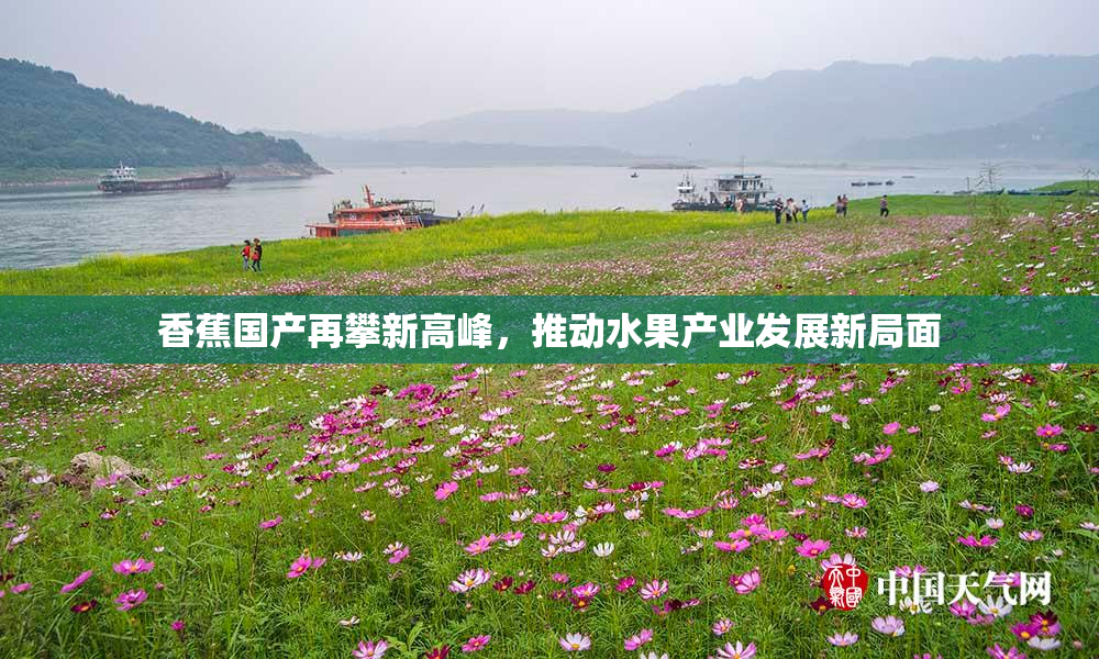 香蕉国产再攀新高峰，推动水果产业发展新局面