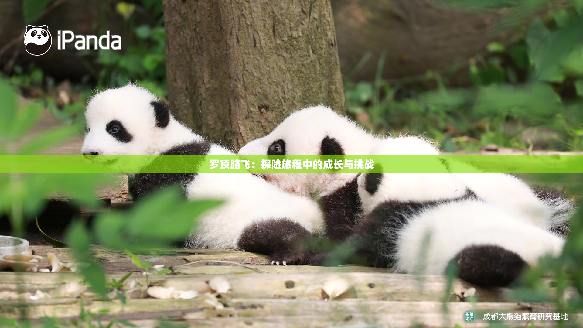 罗顶路飞：探险旅程中的成长与挑战