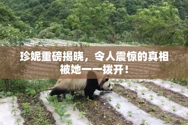 珍妮重磅揭晓，令人震惊的真相被她一一拨开！