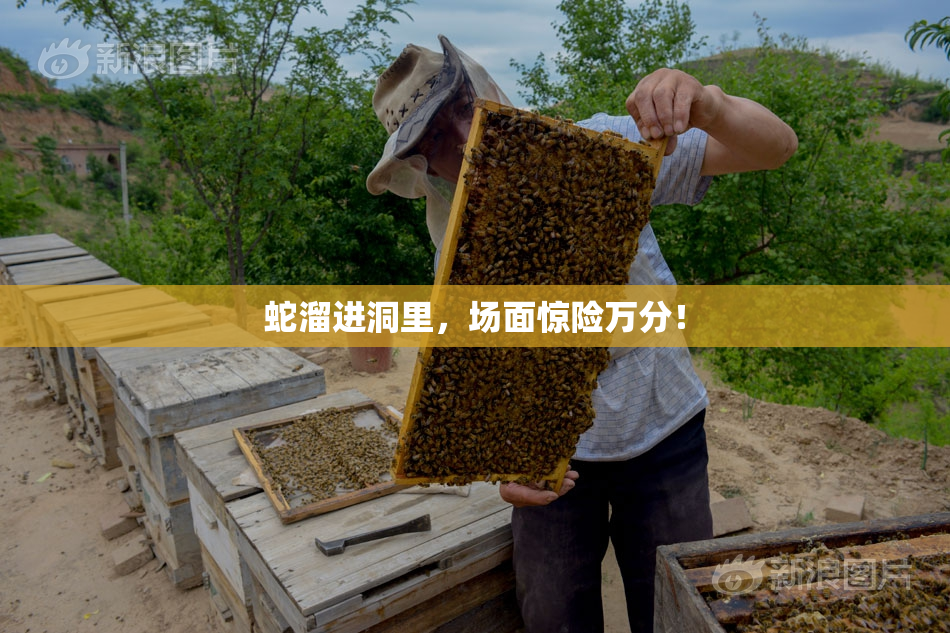 蛇溜进洞里，场面惊险万分！