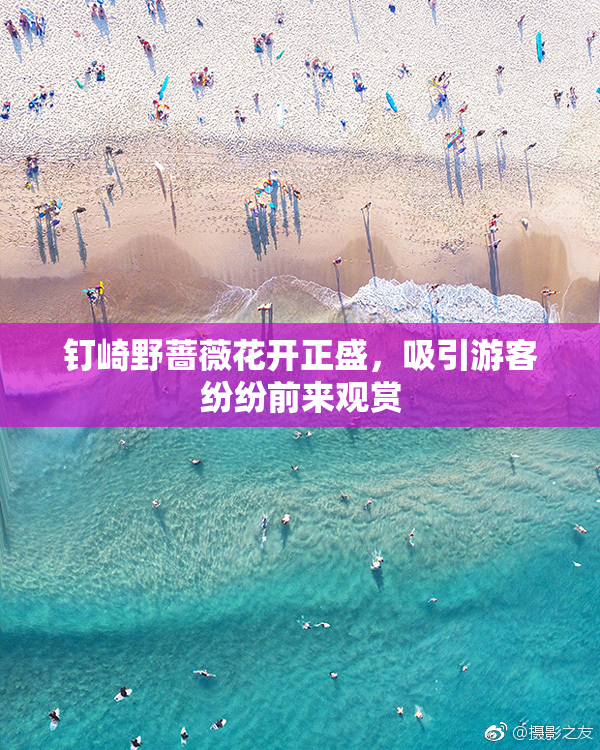 钉崎野蔷薇花开正盛，吸引游客纷纷前来观赏