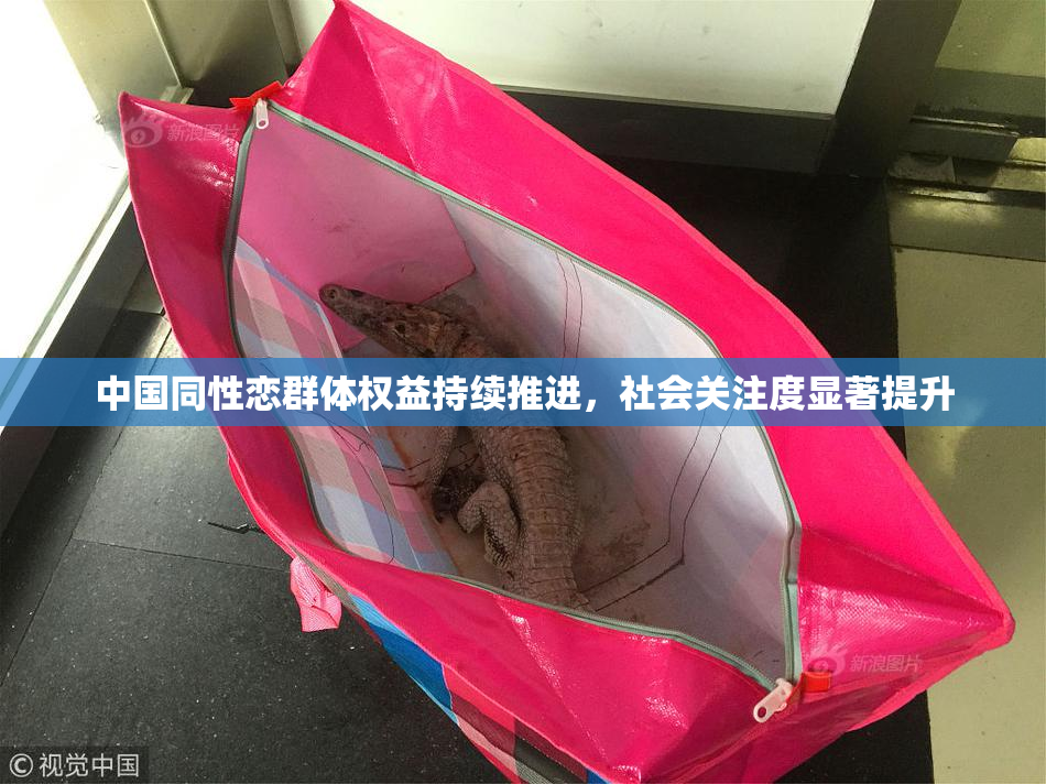 中国同性恋群体权益持续推进，社会关注度显著提升