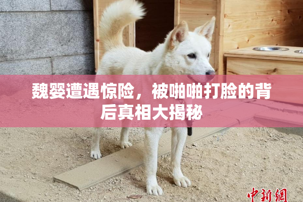 魏婴遭遇惊险，被啪啪打脸的背后真相大揭秘