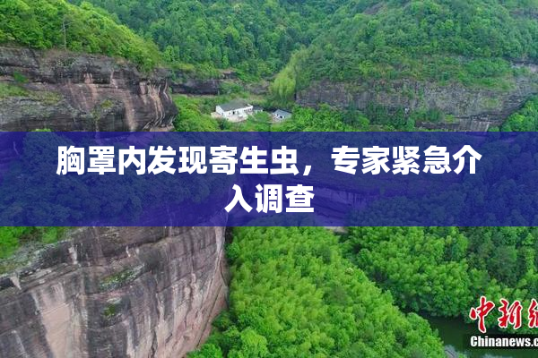 胸罩内发现寄生虫，专家紧急介入调查