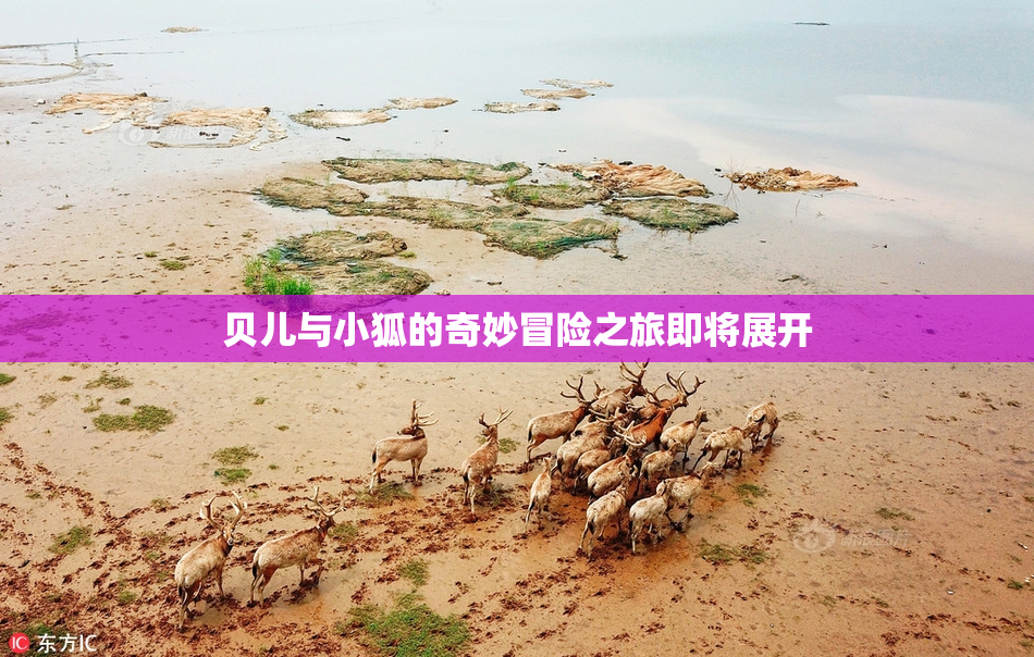 贝儿与小狐的奇妙冒险之旅即将展开