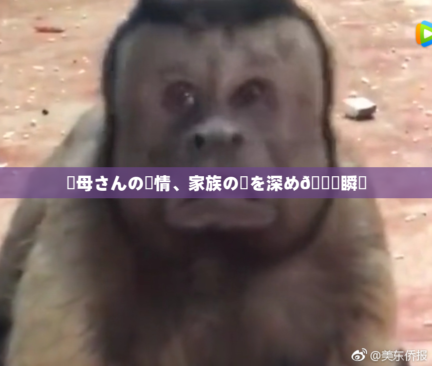 ✿母さんの愛情、家族の絆を深め🌃瞬間