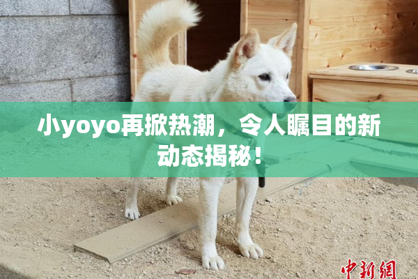 小yoyo再掀热潮，令人瞩目的新动态揭秘！