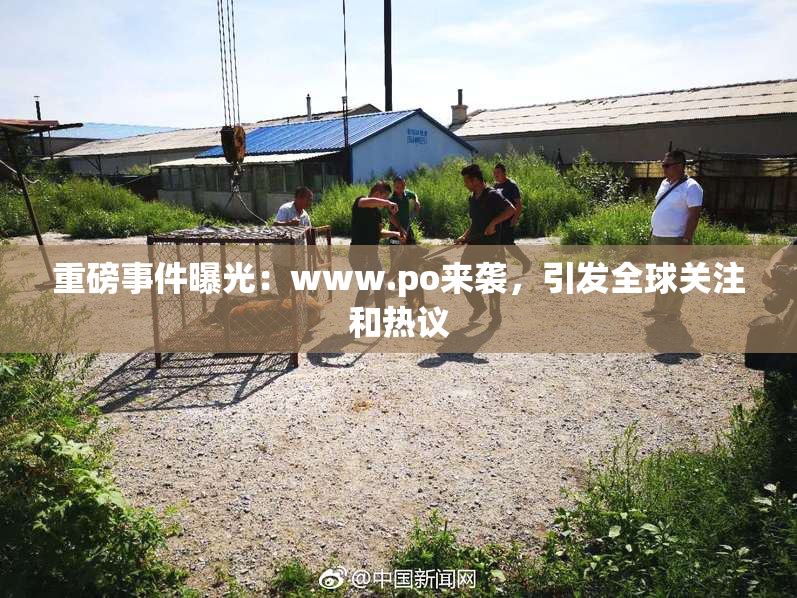 重磅事件曝光：www.ро来袭，引发全球关注和热议