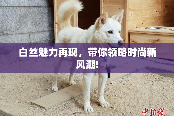 白丝魅力再现，带你领略时尚新风潮!