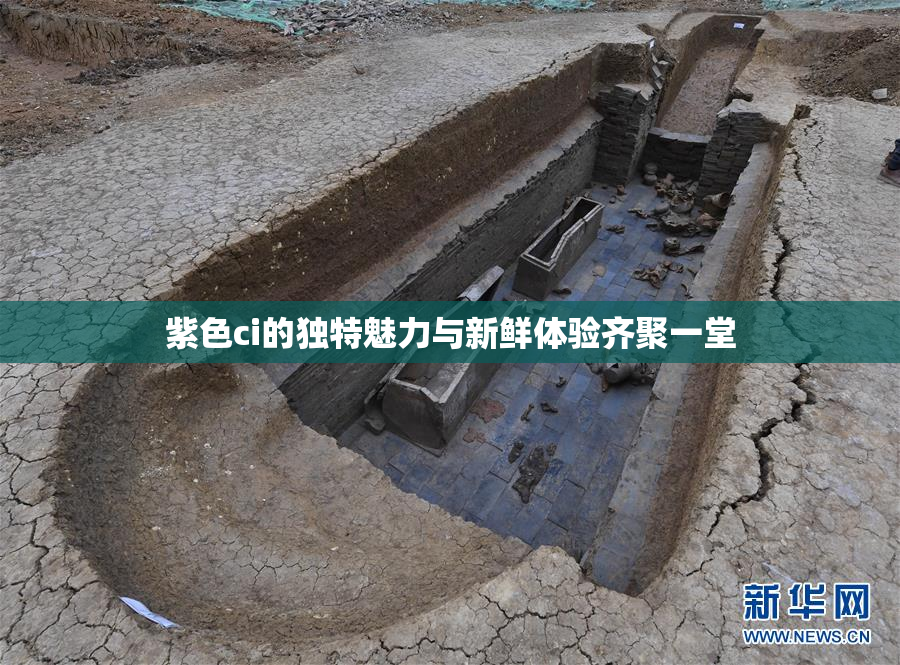紫色ci的独特魅力与新鲜体验齐聚一堂