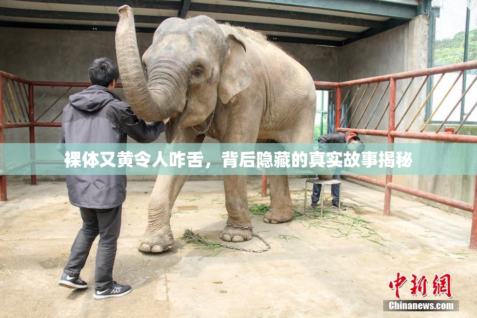 裸体又黄令人咋舌，背后隐藏的真实故事揭秘