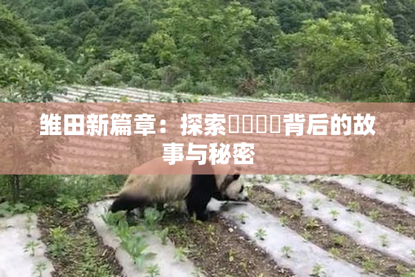雏田新篇章：探索❌‌❌‌背后的故事与秘密
