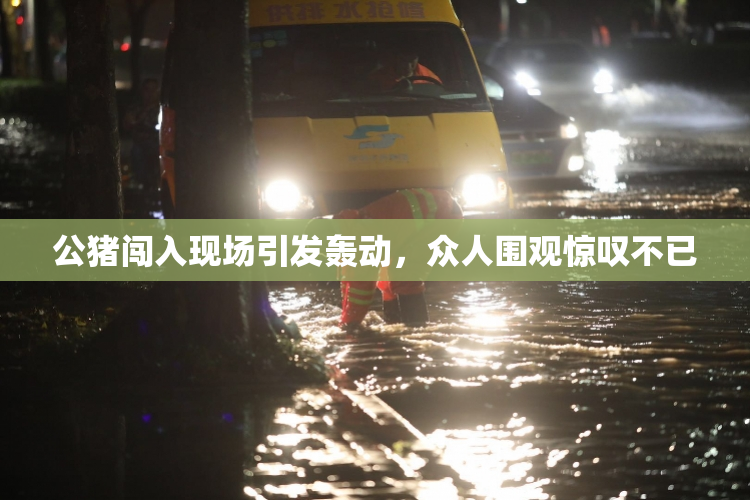 公猪闯入现场引发轰动，众人围观惊叹不已