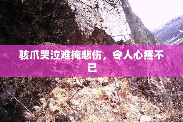骇爪哭泣难掩悲伤，令人心疼不已