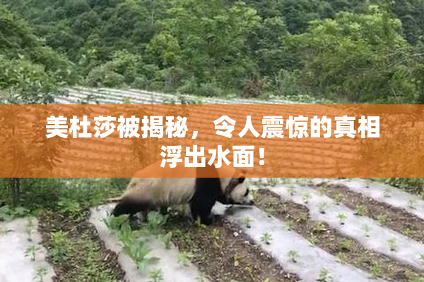美杜莎被揭秘，令人震惊的真相浮出水面！