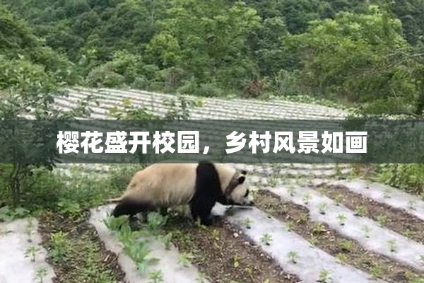 樱花盛开校园，乡村风景如画