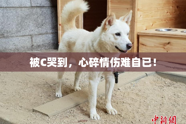 被C哭到，心碎情伤难自已！