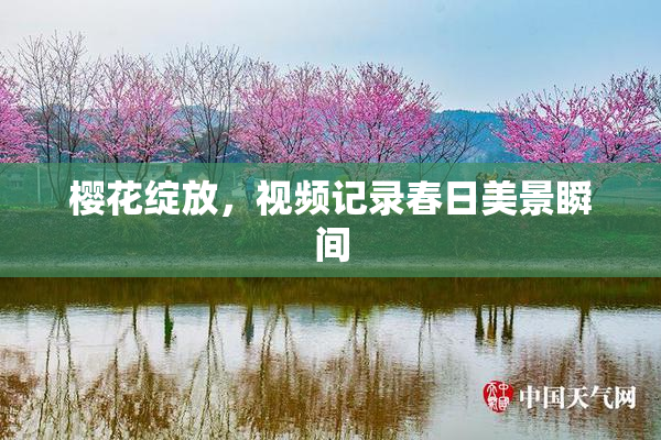 樱花绽放，视频记录春日美景瞬间