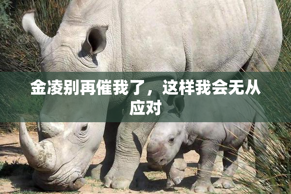 金凌别再催我了，这样我会无从应对