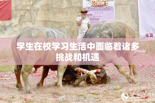 学生在校学习生活中面临着诸多挑战和机遇