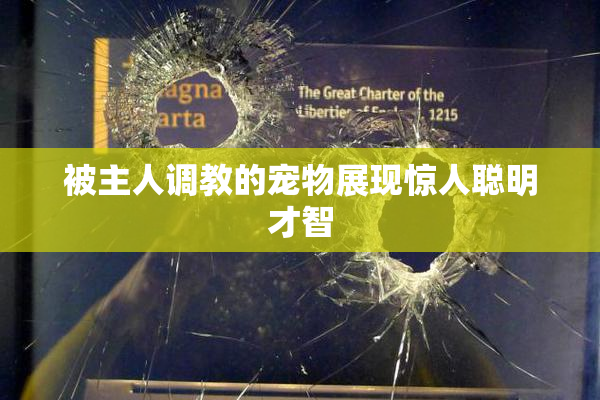 被主人调教的宠物展现惊人聪明才智