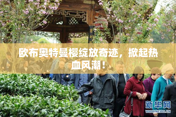 欧布奥特曼樱绽放奇迹，掀起热血风潮！