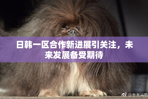 日韩一区合作新进展引关注，未来发展备受期待