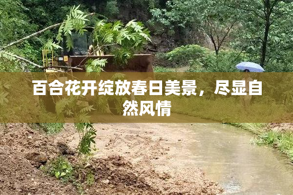 百合花开绽放春日美景，尽显自然风情