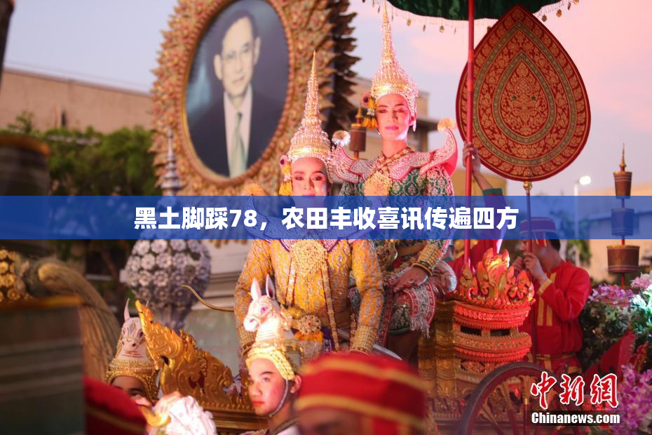 黑土脚踩78，农田丰收喜讯传遍四方