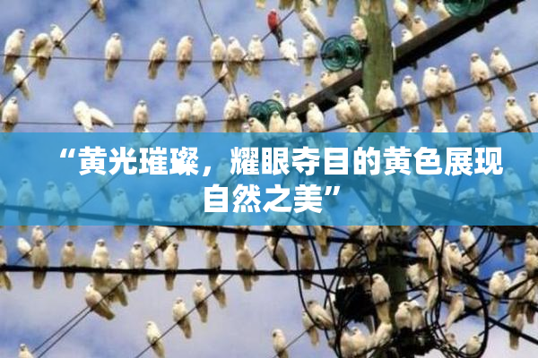 “黄光璀璨，耀眼夺目的黄色展现自然之美”