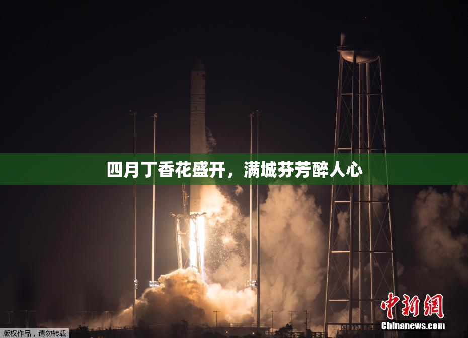 四月丁香花盛开，满城芬芳醉人心