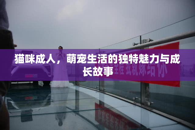 猫咪成人，萌宠生活的独特魅力与成长故事