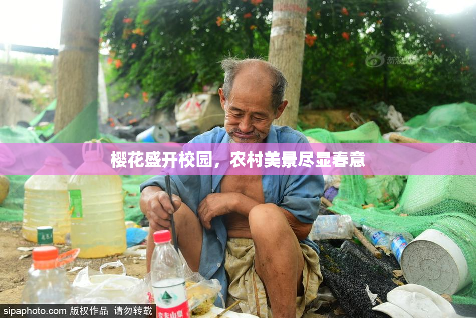 樱花盛开校园，农村美景尽显春意