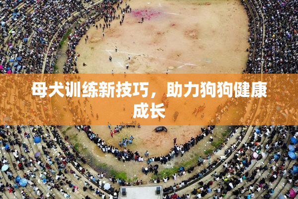 母犬训练新技巧，助力狗狗健康成长